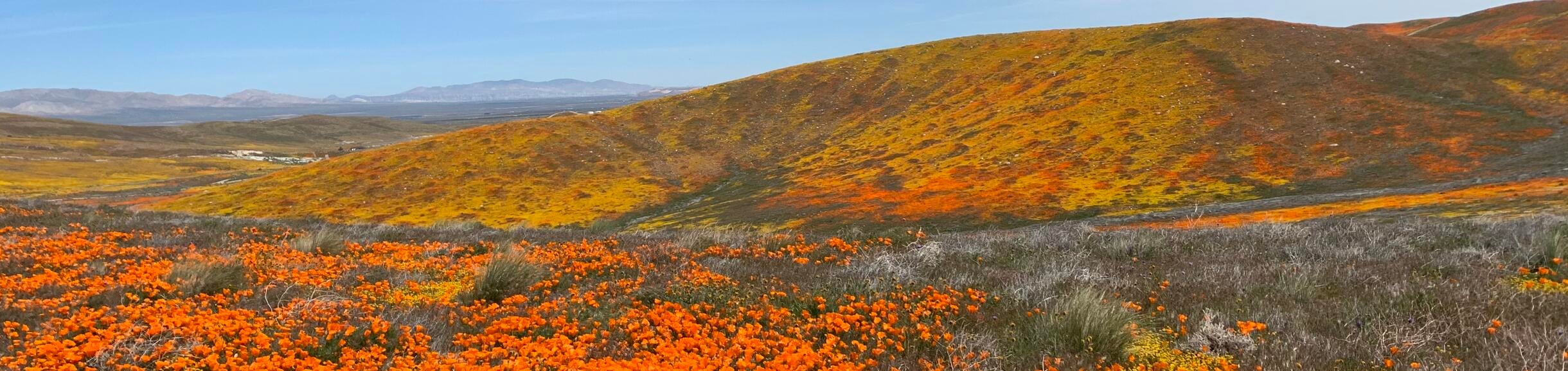 Antelope Valley Poppies