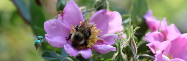 Bombus and Augochloropsis want the same wild rose