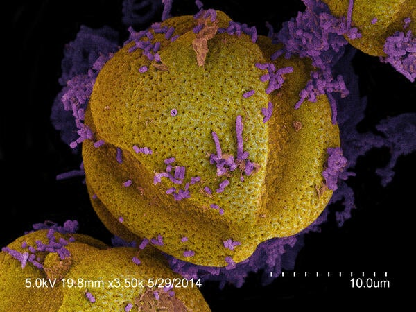 Pollen covered in bacteria from the honey bee jindgut