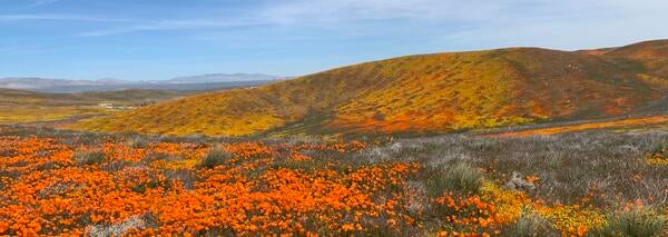 Antelope Valley Poppies