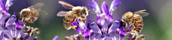 3 bees on purple flowers