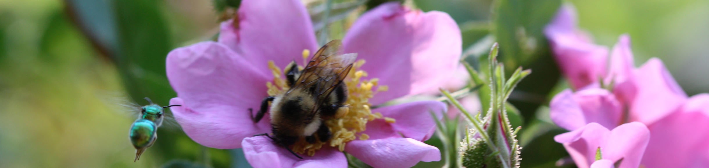 Bombus and Augochloropsis want the same wild rose